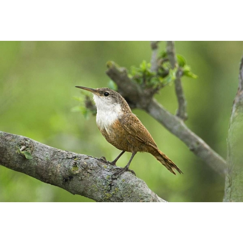 Texas, Hill Country Canyon wren on tree branch